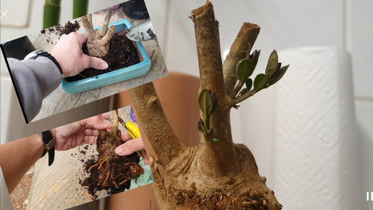 How to transplant Wild African Olive tree / bonsai