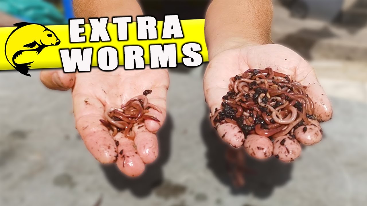 How to Breed and Keep Worms