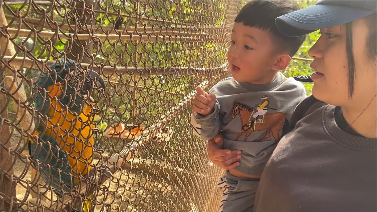 Mizoram Sahuan (Zoo),Zawngte alo chhuak