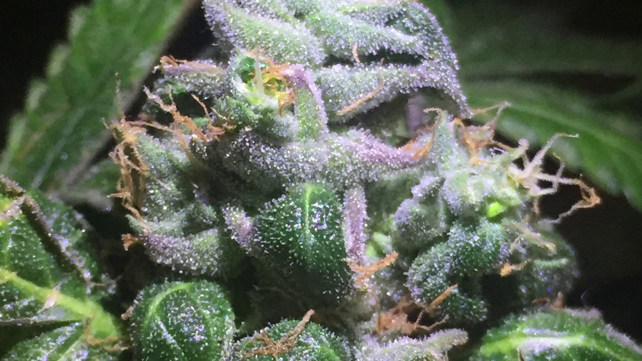 Fat Banana - Harvest (Royal Queen Seeds)