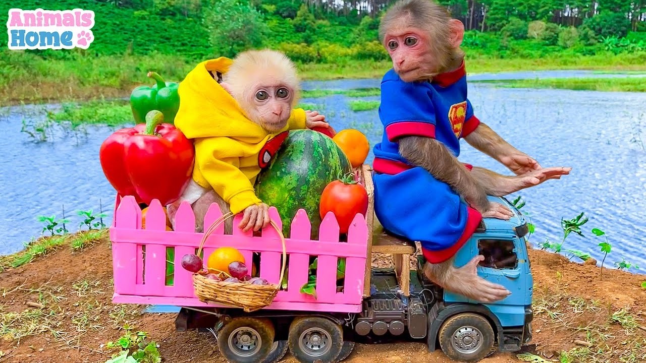 BiBi takes Obi to harvest fruit on the farm so cute