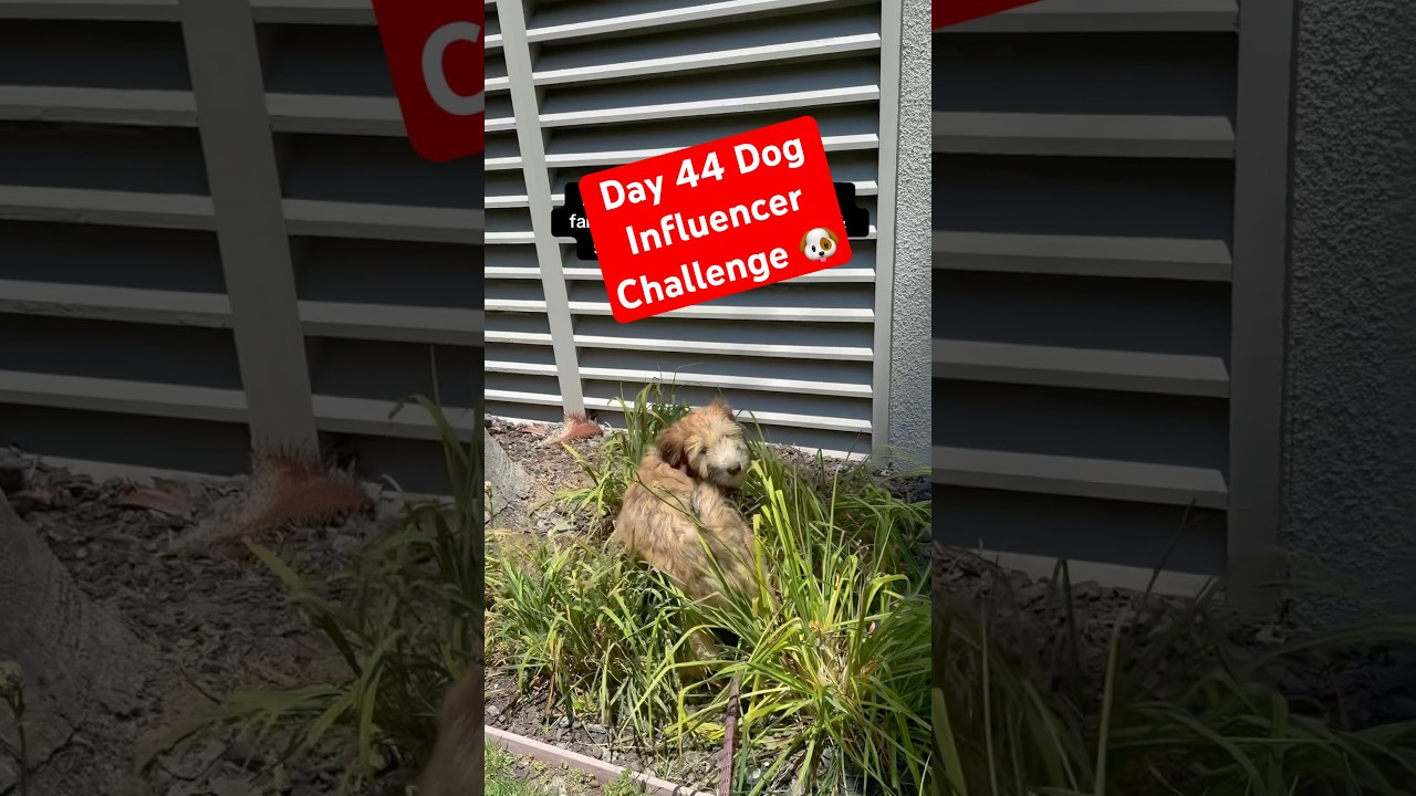 Day 44 Dog Influencer Challenge 🐶 @TheJessiiShow