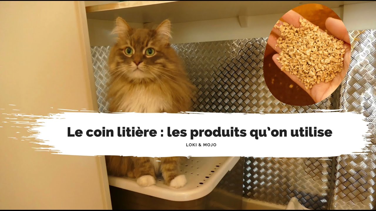 La litière de mes chats : bricolage, nettoyage et les produits qu’on utilise - Loki & Mojo