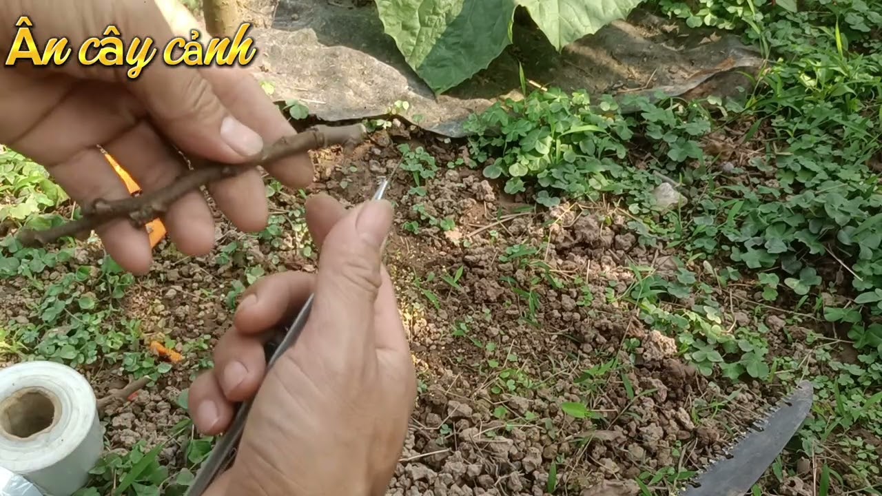 Cách ghép cây hồng quả chơi tết siêu dễ 
