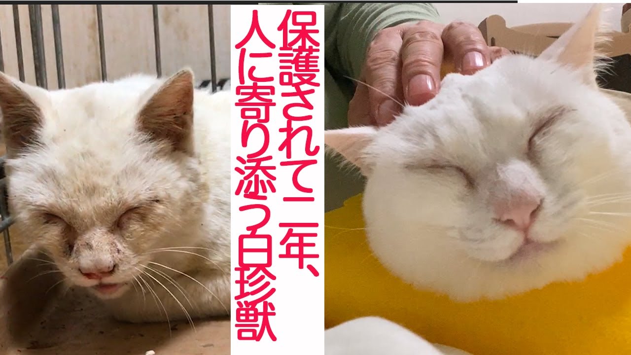 オッドアイの白い珍獣、我が家にきて2周年を迎える The odd-eye white cat 2 years anniversary