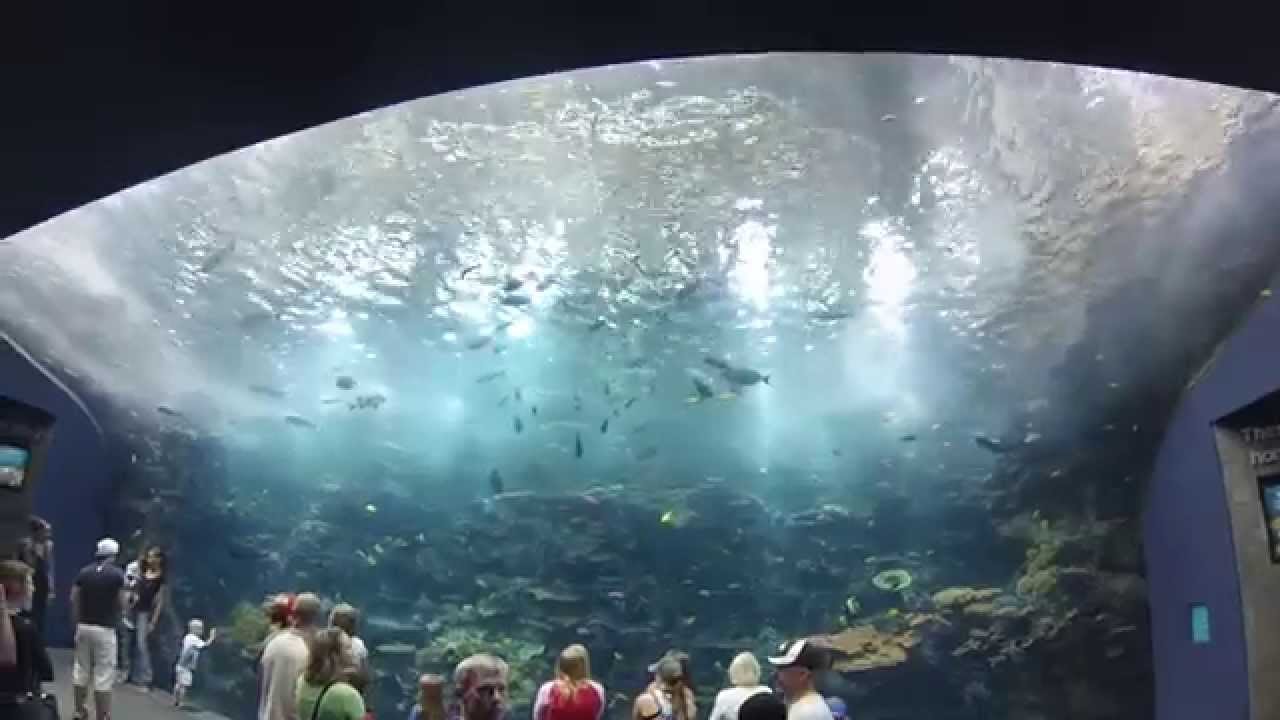 Georgia Aquarium Full Virtual Walkthrough 1080p HD