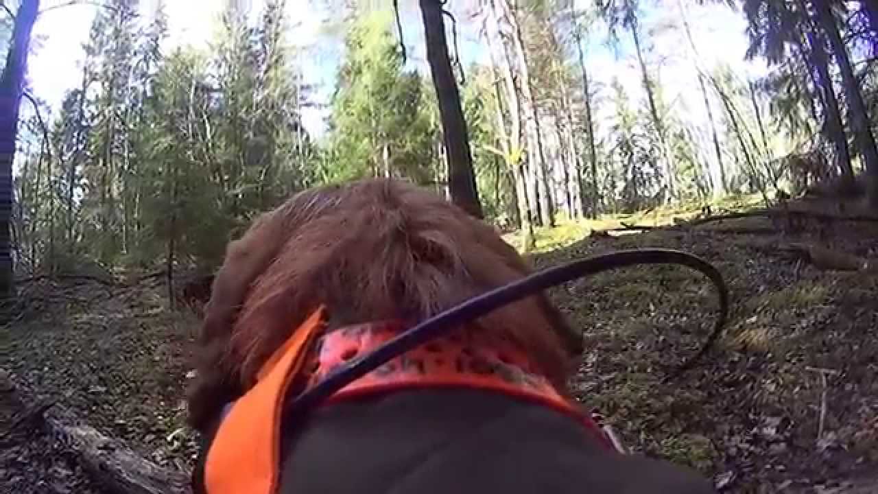 Keno skäller på permobjörn