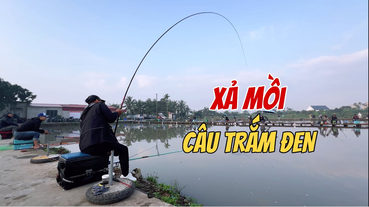 Cách Câu, Xả Mồi Câu Cá Trắm Đen Hồ Tổng Hợp