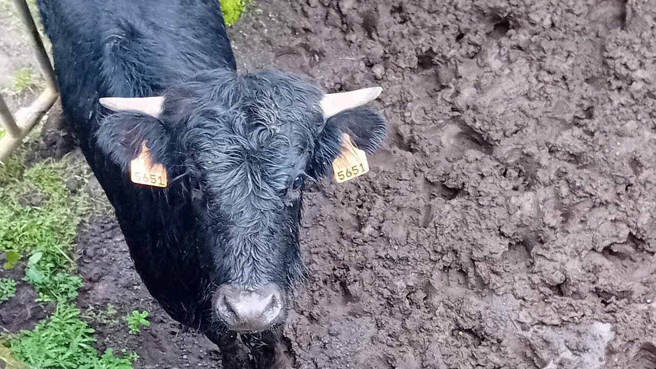 Apartar novilho para experimentação a cavalo na Quinta Do Malhinha 