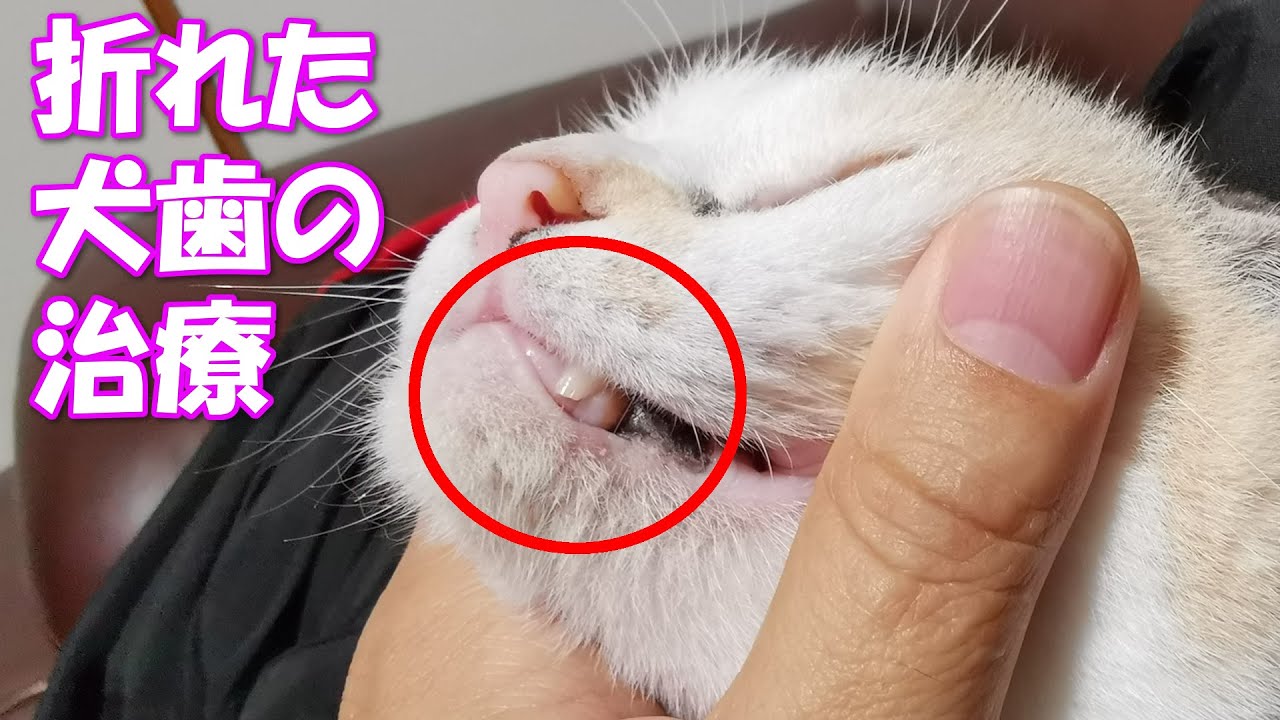ネコ吉の犬歯（牙）が折れているのが見つかり、治療を行いました