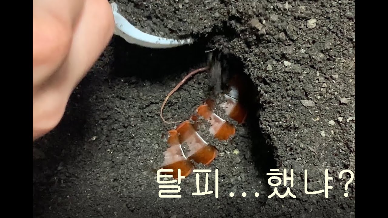 지네 Log16. 지네..탈기땐 그냥 버텨라..