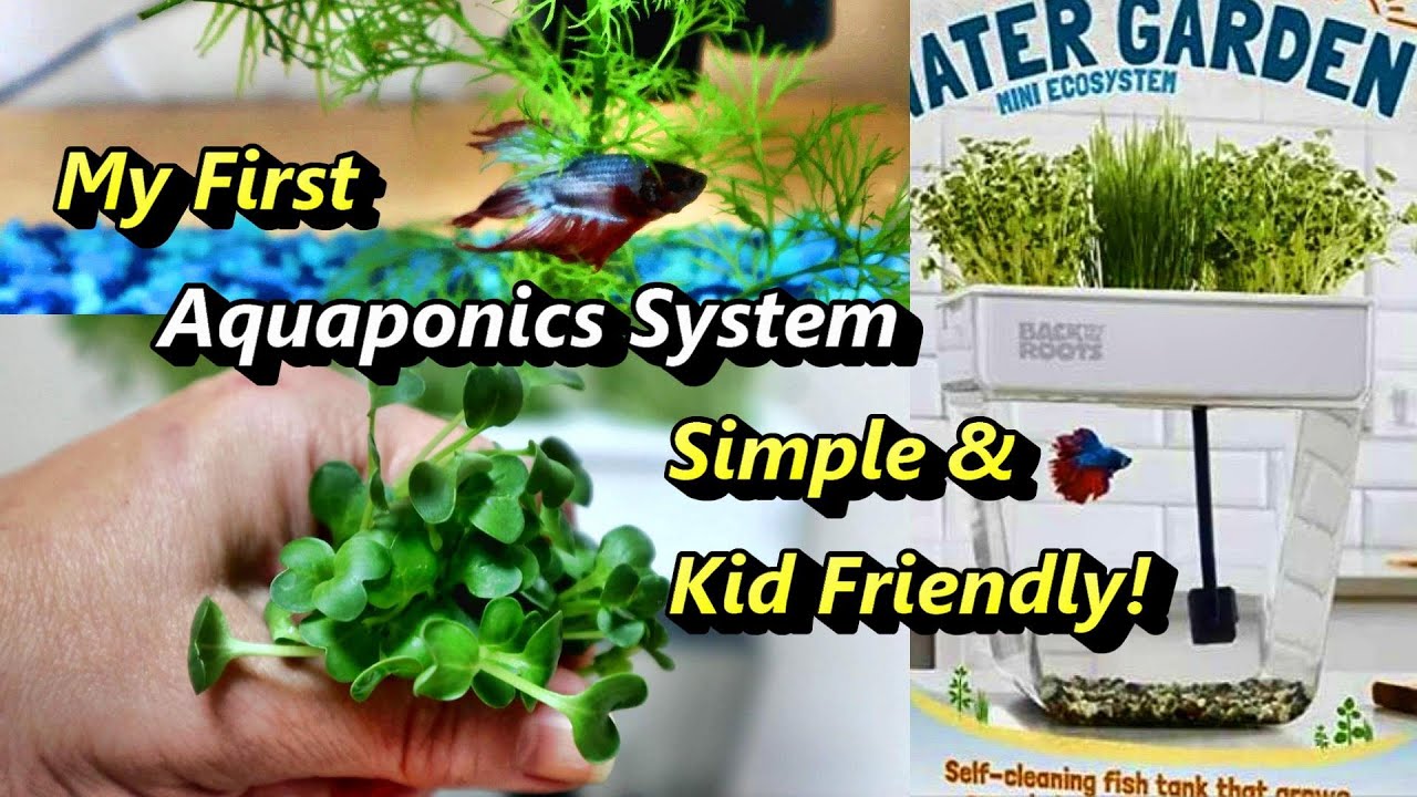 My First Aquaponics System: Growing Microgreens with a Betta