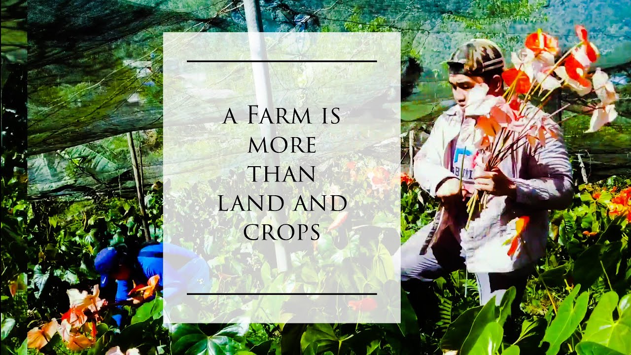 anthurium harvest in 4 min. S01-2 | farming | simple living #farming  #farmer