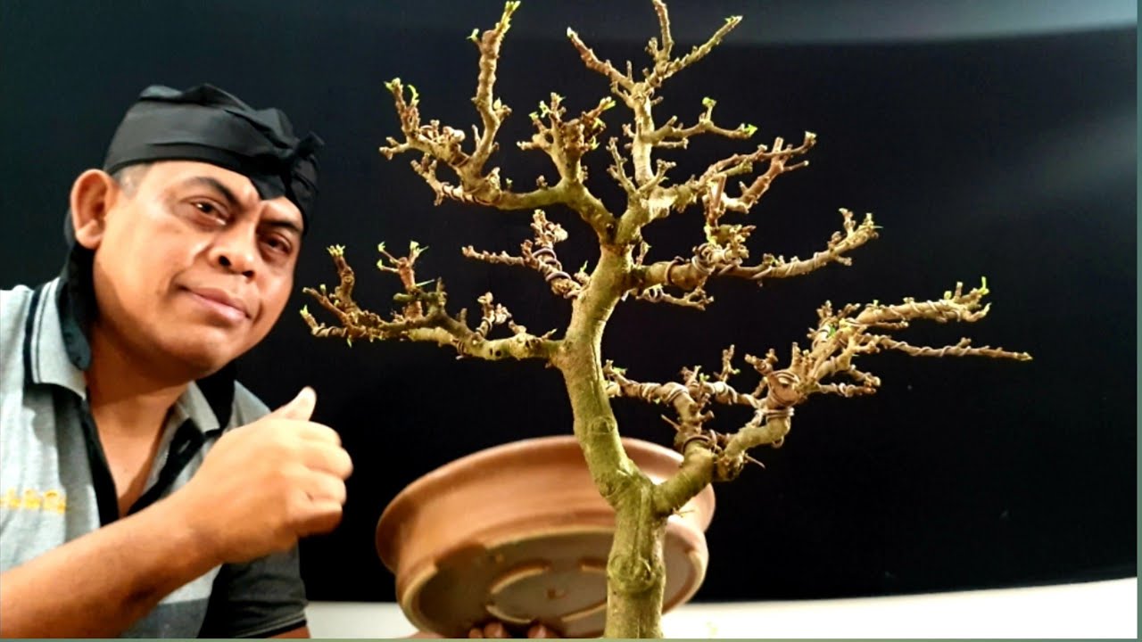 Bonsai Daily Of Cherry Barbados #bonsai #bonsaiplants #bonsaitree 