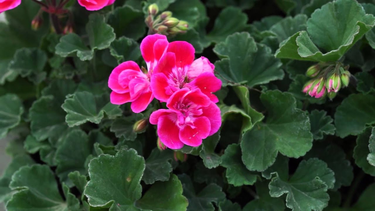 Plantpol Pelargonia Champion