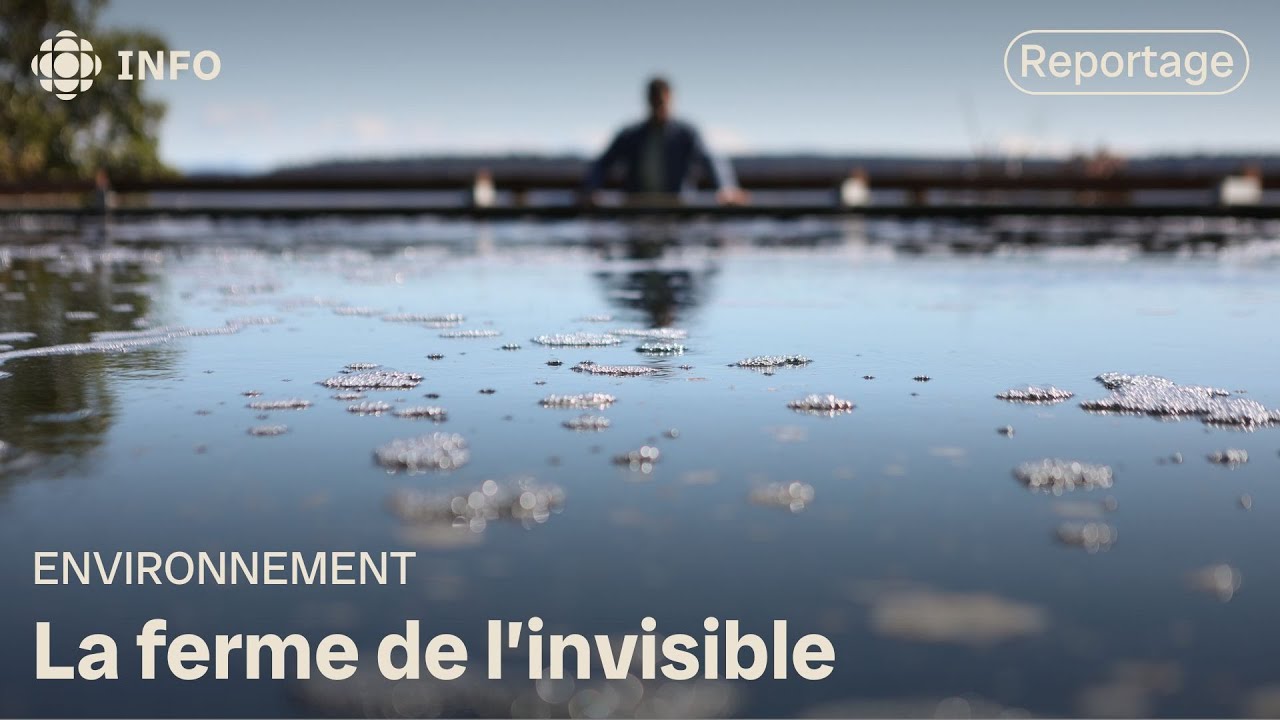 Le phytoplancton inspire des solutions durables