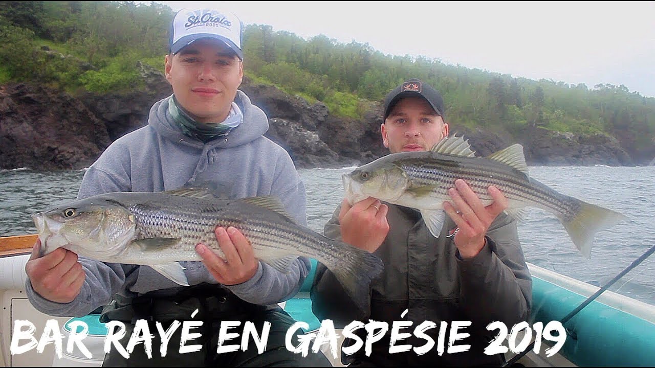 Bar rayé en Gaspésie 2019 - Sixième Sens