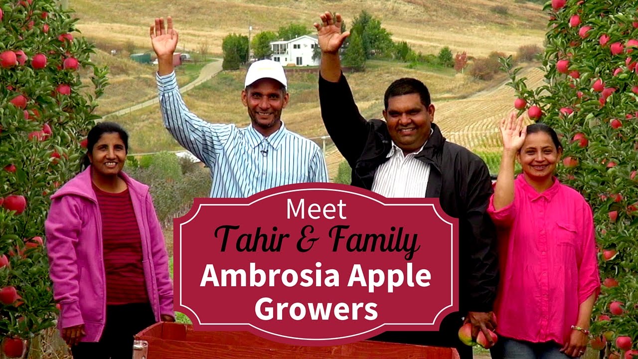 Meet Your BC Ambrosia Apple Growers  - Tahir Raza