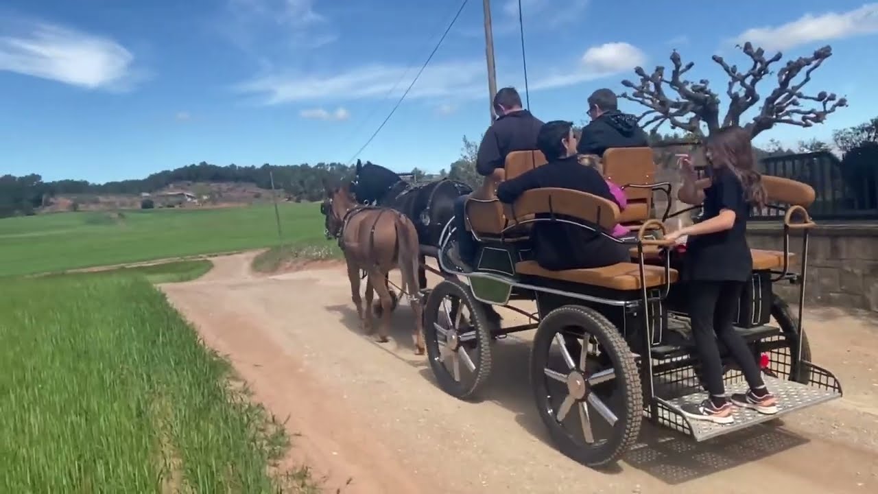 Caballo frison  enseña a mula  tronco