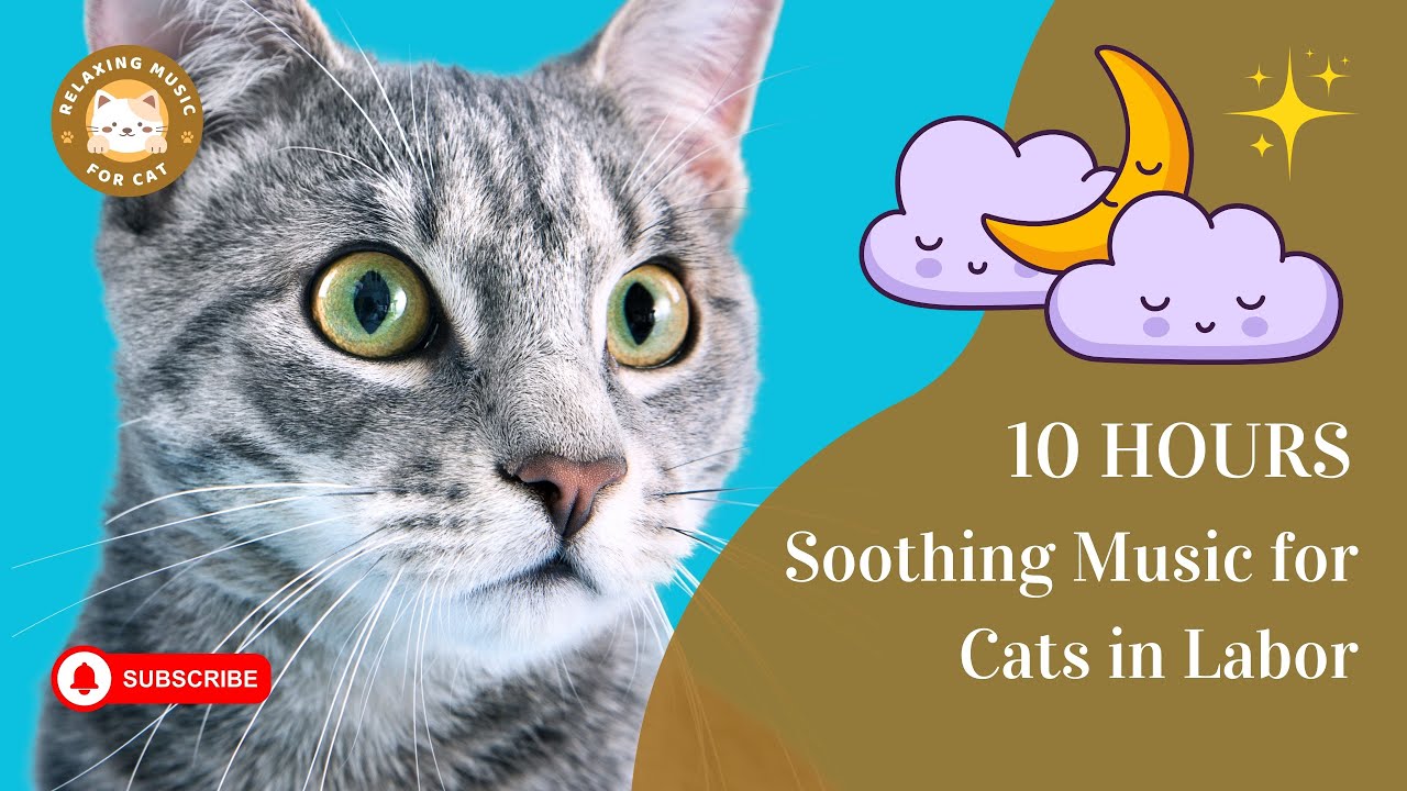 Soothing Music for Cats in Labor 10 Hours 🐱 Relaxing Music for Cat