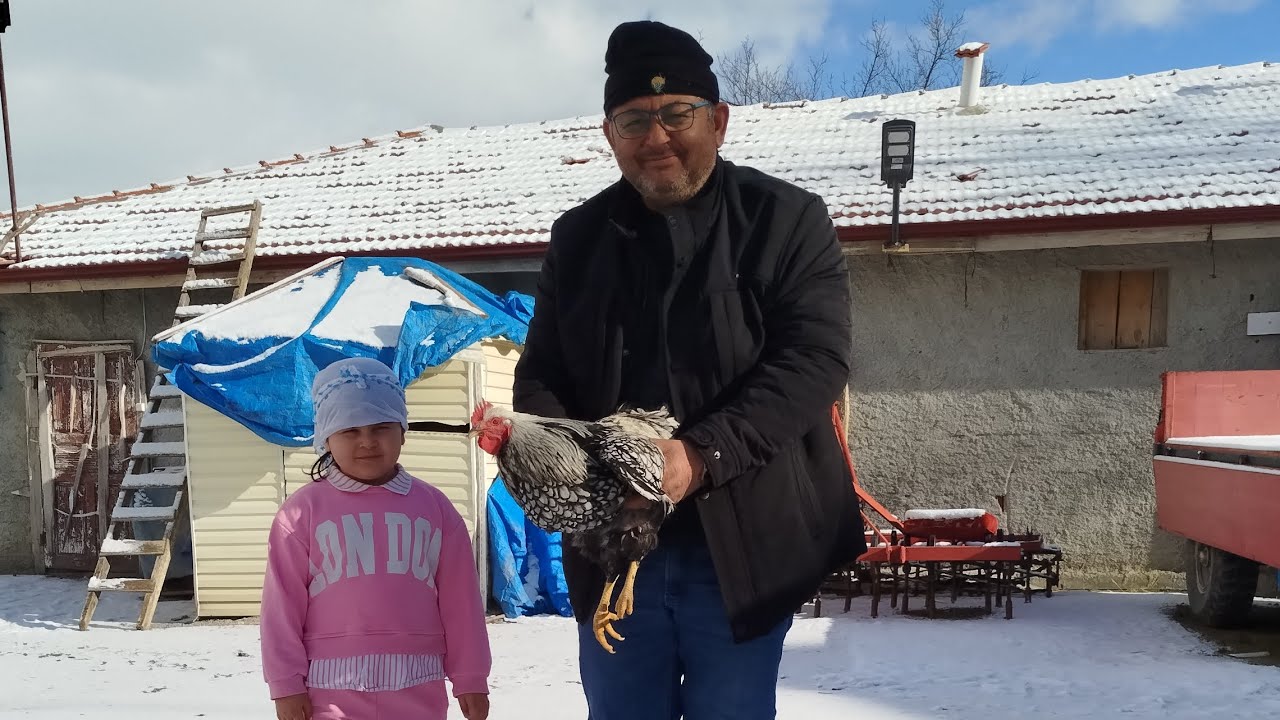 İrfan Abinin Tavukları #keşfet #chicken #keşfetteyiz #keşfetedüş #shortvideo #shortvideo 