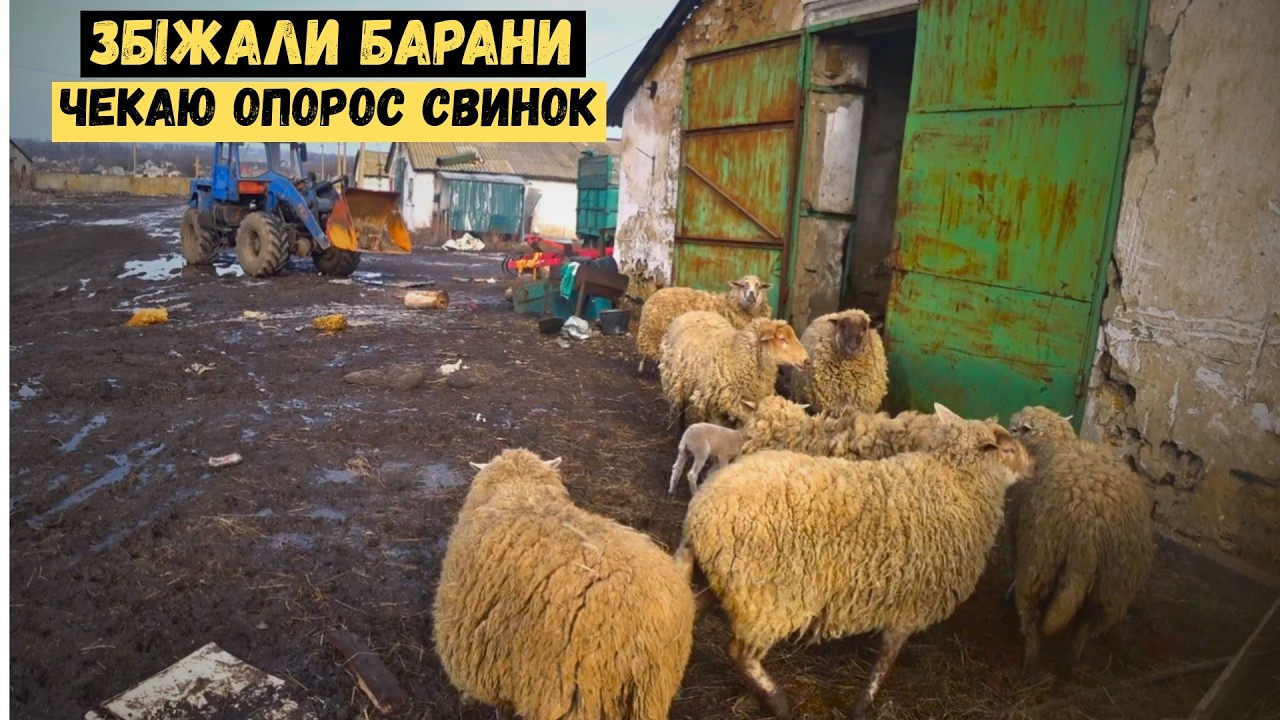 ‼️Збіжали барани🐏 Готуюсь до поповнення поросят🐷