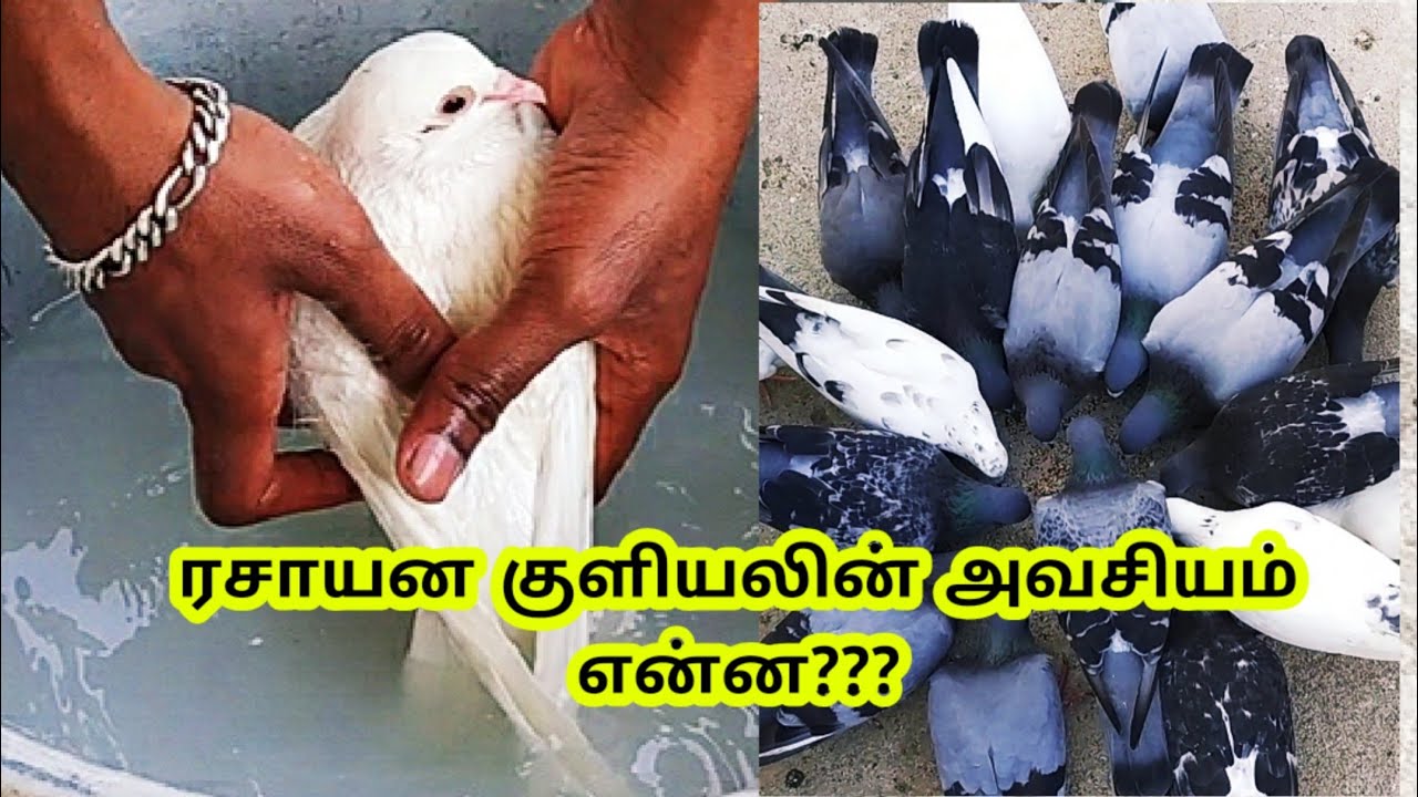 HOW TO CONTROL PEST IN PIGEON - PART 2