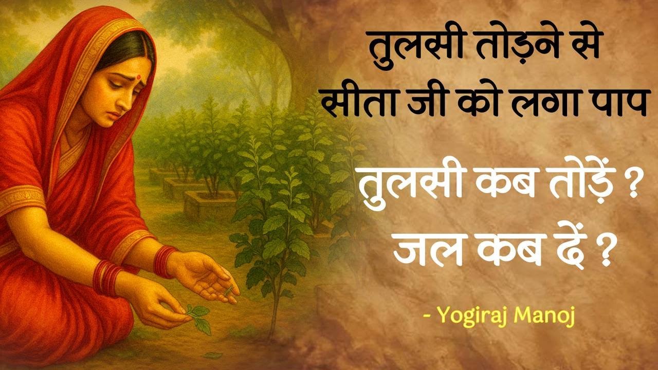 तुलसी तोड़ने के शास्त्रीय नियम। तुलसी को जल कब देना चाहिए । शास्त्रीय प्रमाण। by @yogirajmanoj