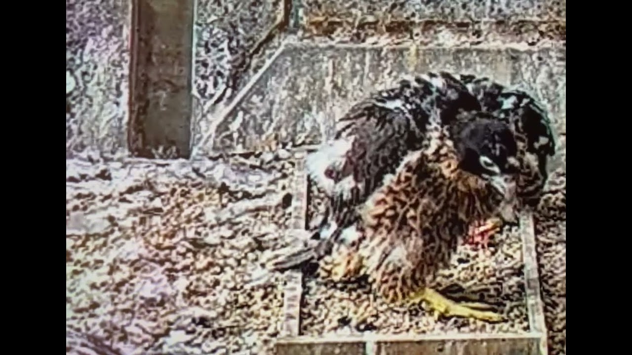 Juvenile peregrine falcons preening feathers #@367collinsfalcons4 