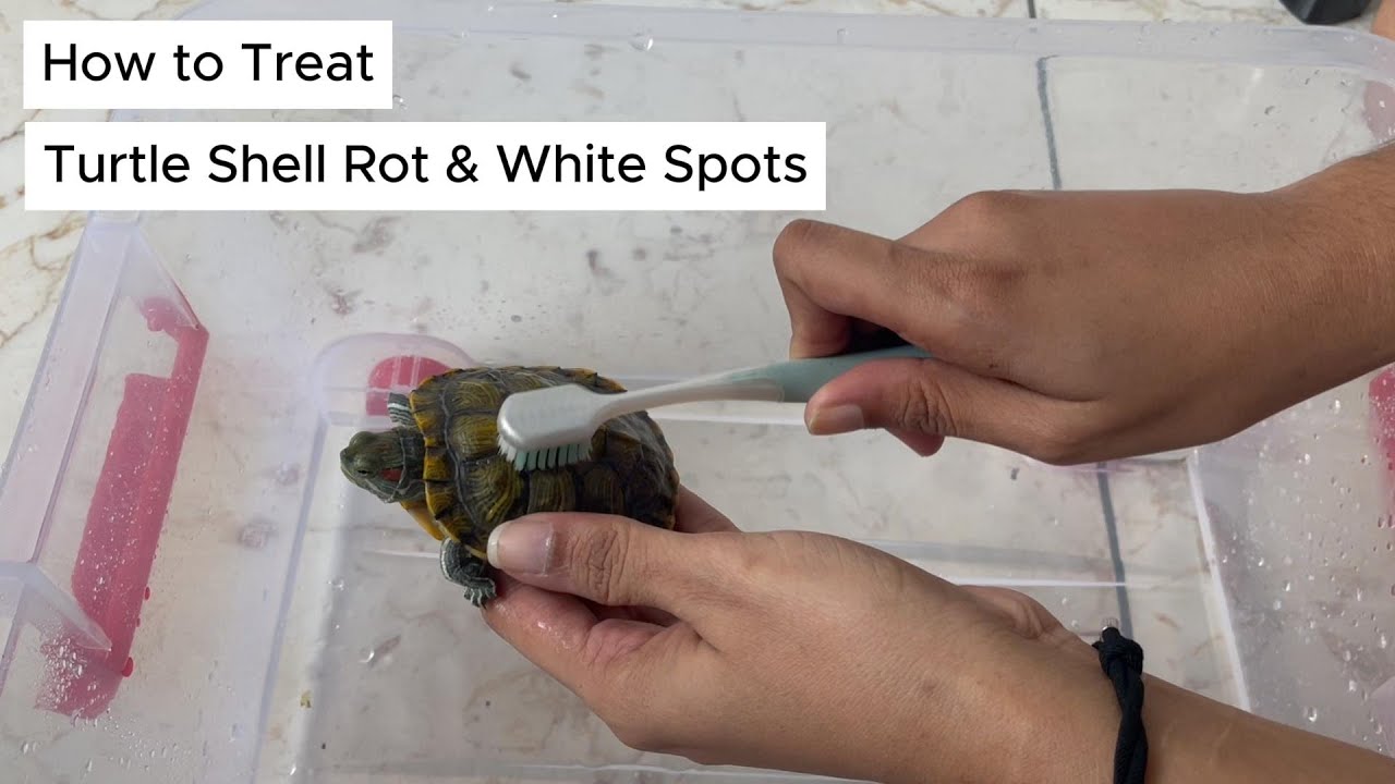 Turtle Shell Rot: The Treatment & Recovery Process