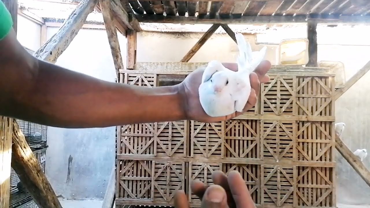 الحلاوه والجدعنه داخل السلاكه| 🕊️|الوقايه من امراض الصيف