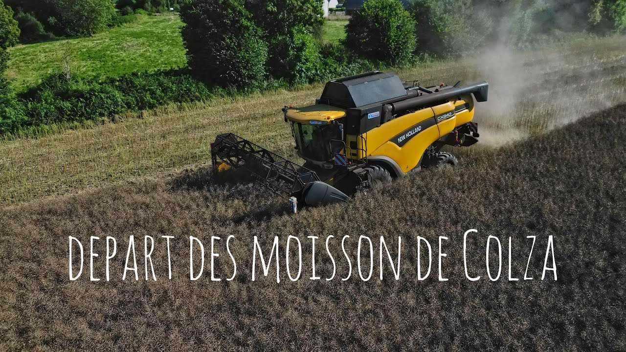 Moisson des colza 2025