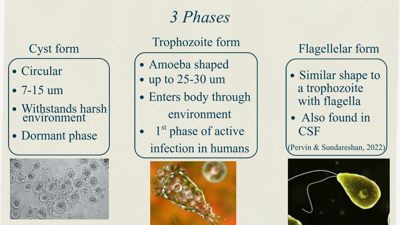 Naegleria Fowleri Presentation