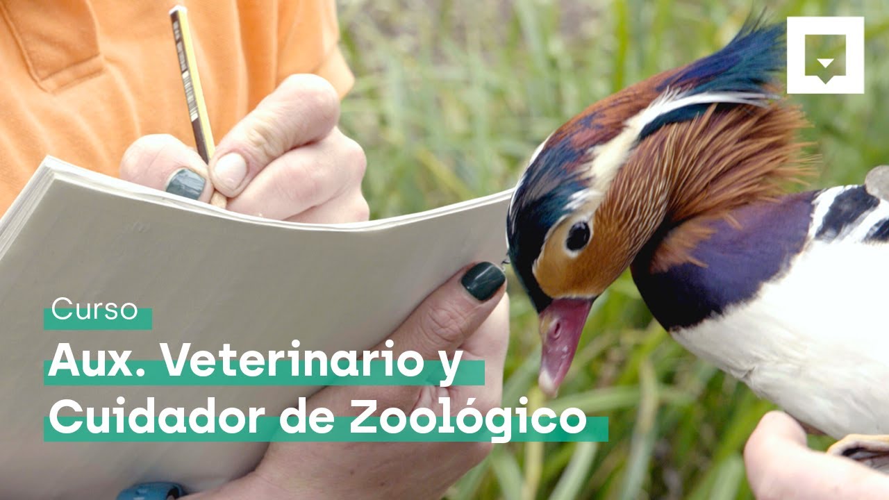 ¿Cómo es el trabajo de un cuidador de zoo? | Entrevista a Saúl Cruz