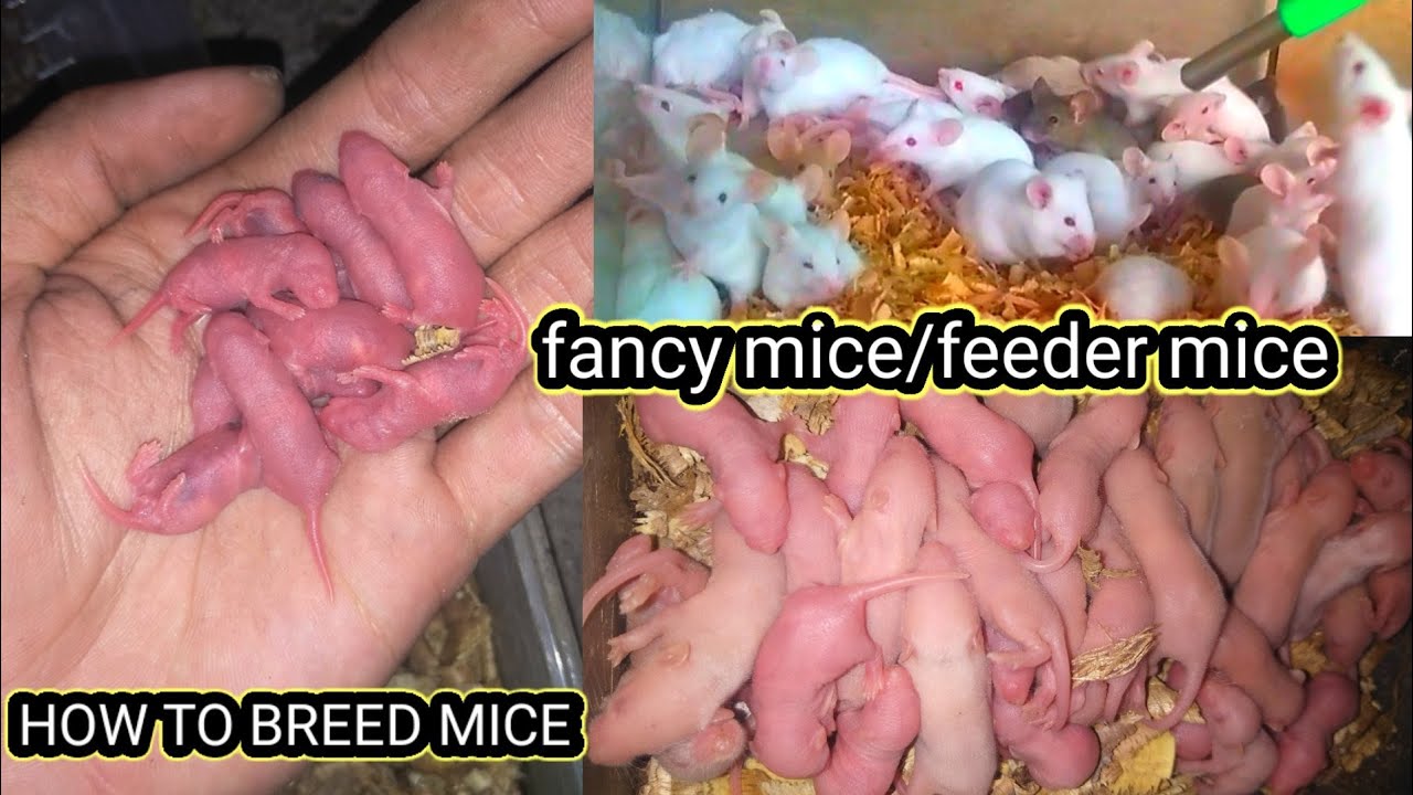 Paano mag breed ng mice| Simpleng Diskarte para Makapag Parami ng Mice