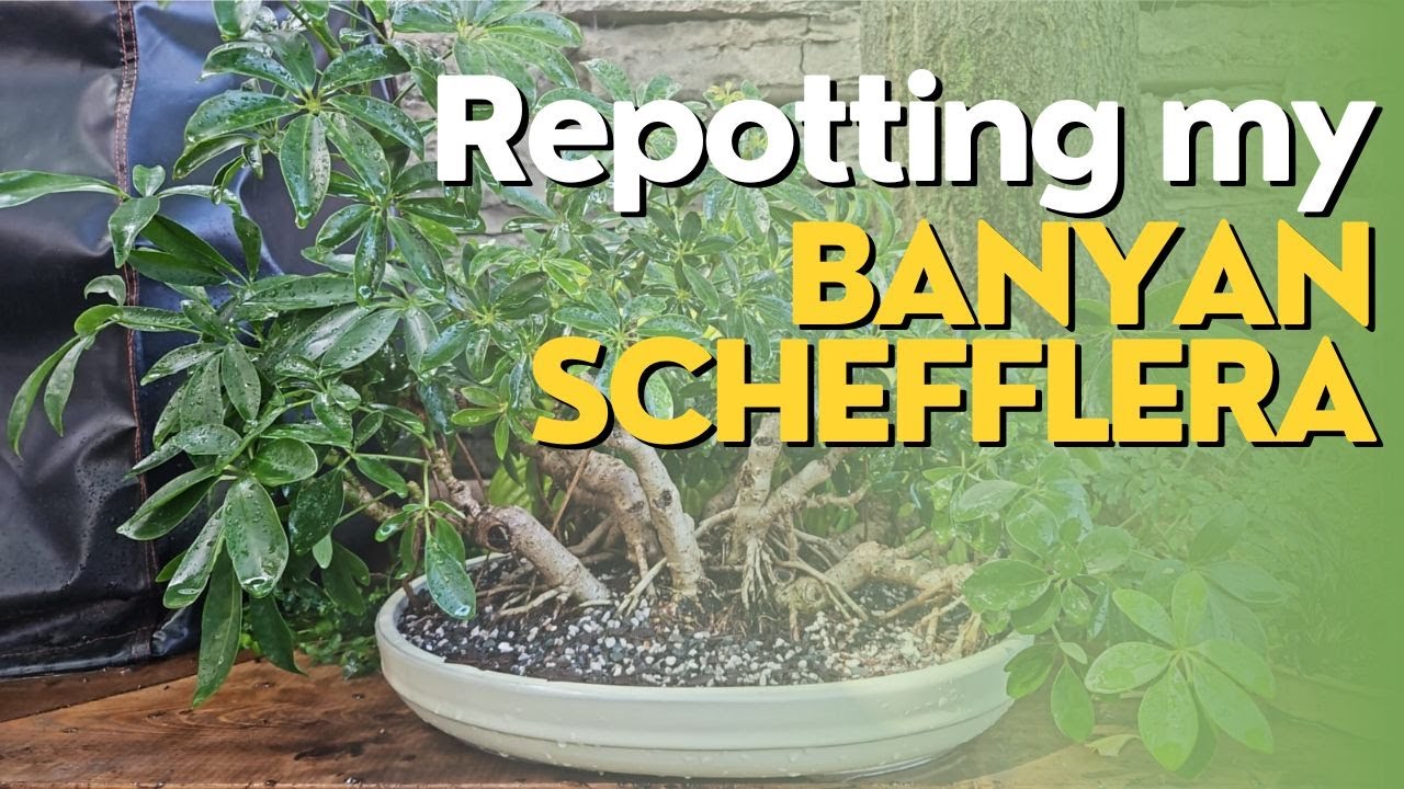Banyan Schefflera Gets Its 1st Bonsai Pot - Sept 2023