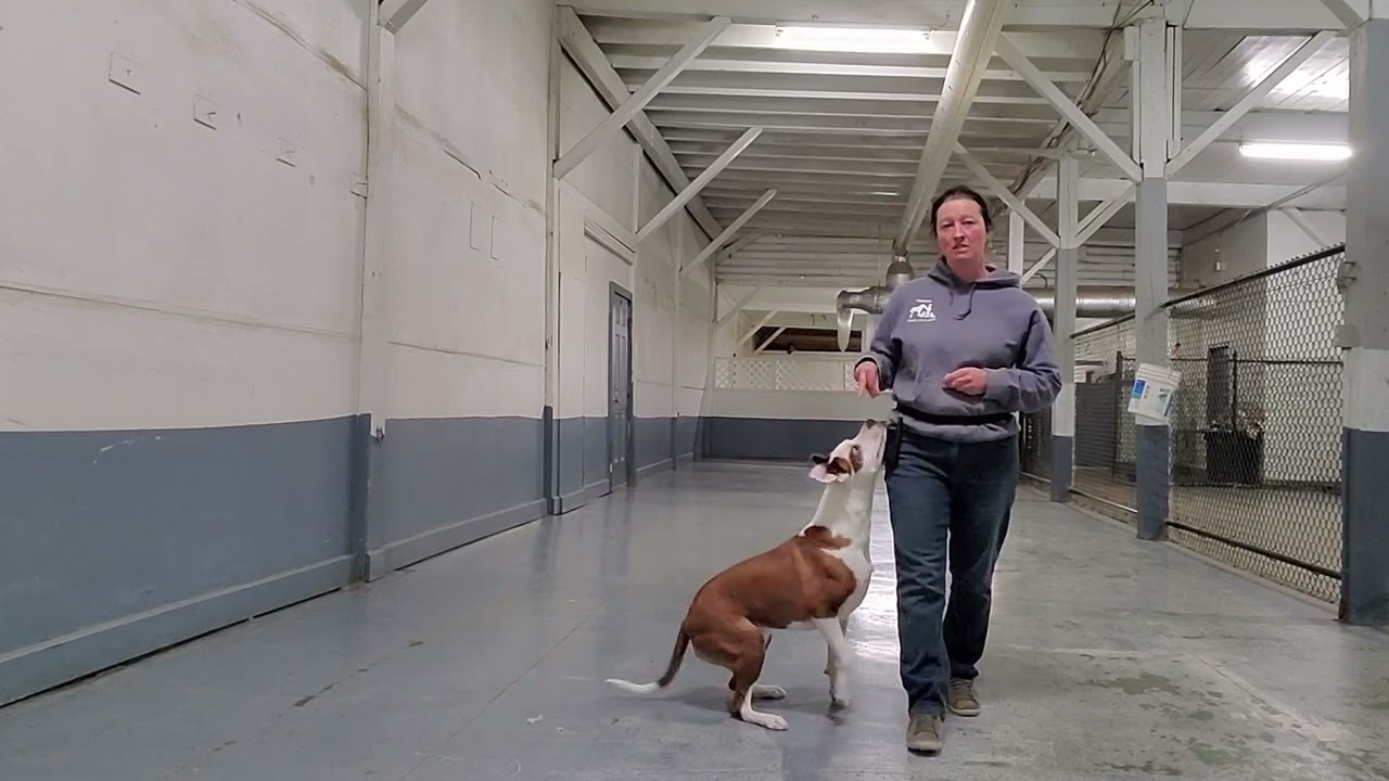 Teach your dog to heel on their own