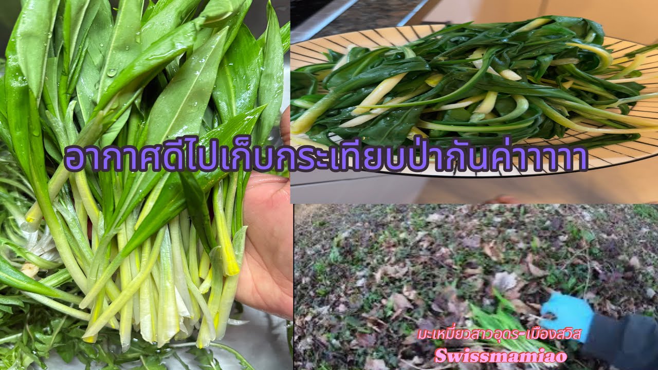 Ep.23เก็บกระเทียมป่าคลิปเต็มจ้า 23 กุมภาพันธ์ขาวๆอวบๆ มีดเกือบหาย เสียดายถ่ายได้เเค่นี้ ขออภัยจ้า