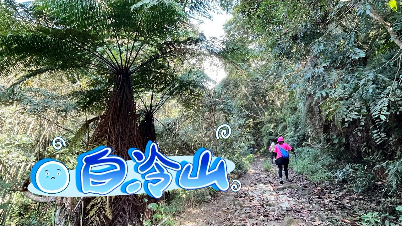 2025.01.25～26#谷關三雌#白冷山#白冷肉包#白冷冰棒#谷關溫泉#鱘龍魚#梅花隧道#梅花森林#94283