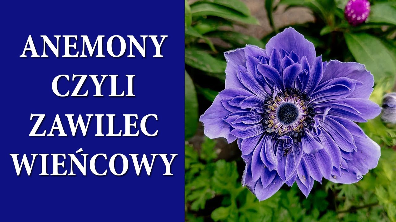 Jak pędzić ANEMONY podstawowe informacje / Co zrobić z wybudzonymi jaskrami / MrsGarden
