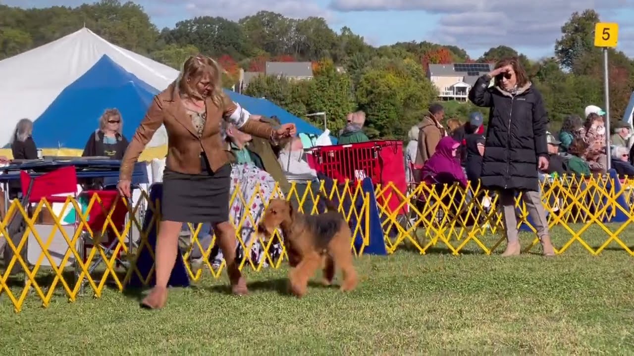 Devon Kennel Club, Airedale Terriers Best of Breed.