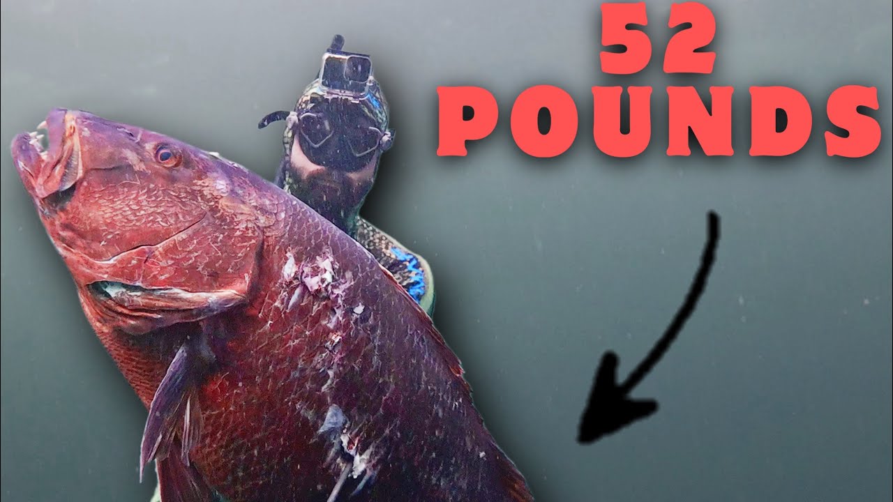 Mistakenly Shooting a GIANT Cubera?