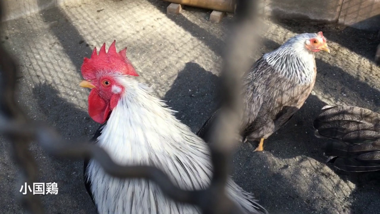 智光山公園 こども動物園の日本鶏