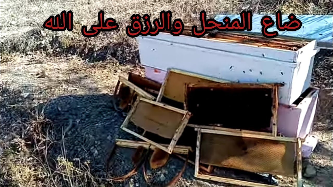 ضاع المنحل ! والله يخلف علينا إن شاء