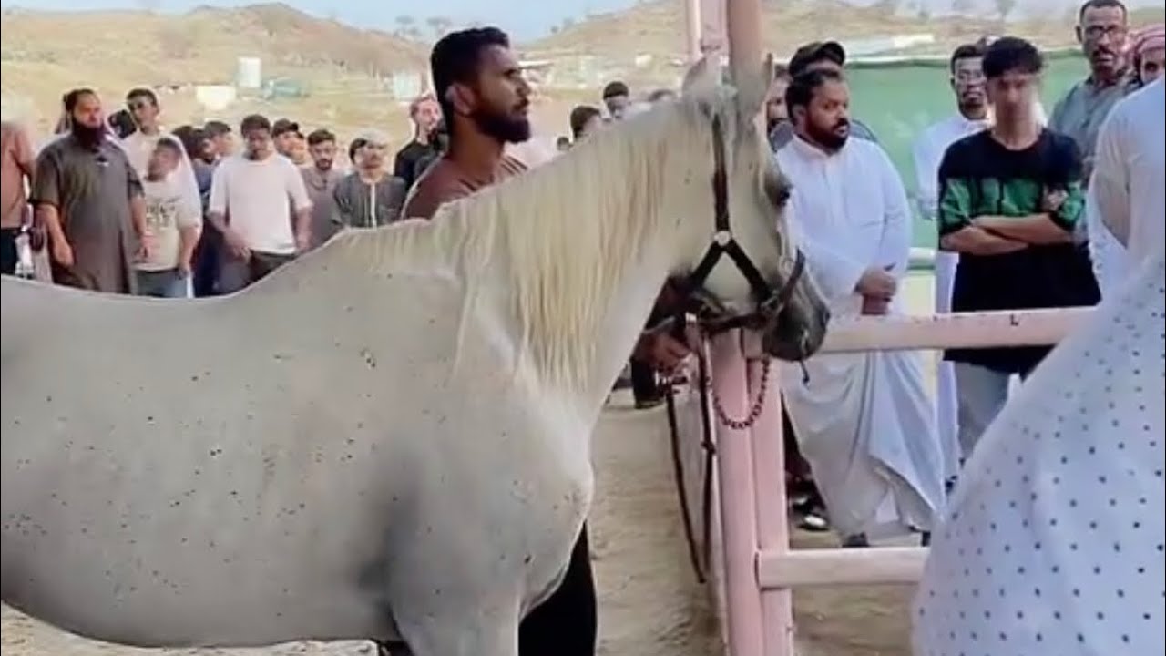 حراج الخيل بالطائف ٢٩-٨-٢٠٢٣