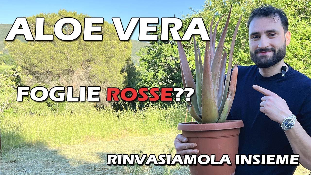 ALOE VERA PERCHÉ HA LE FOGLIE ROSSE RINVASIAMO L’ALOE VERA