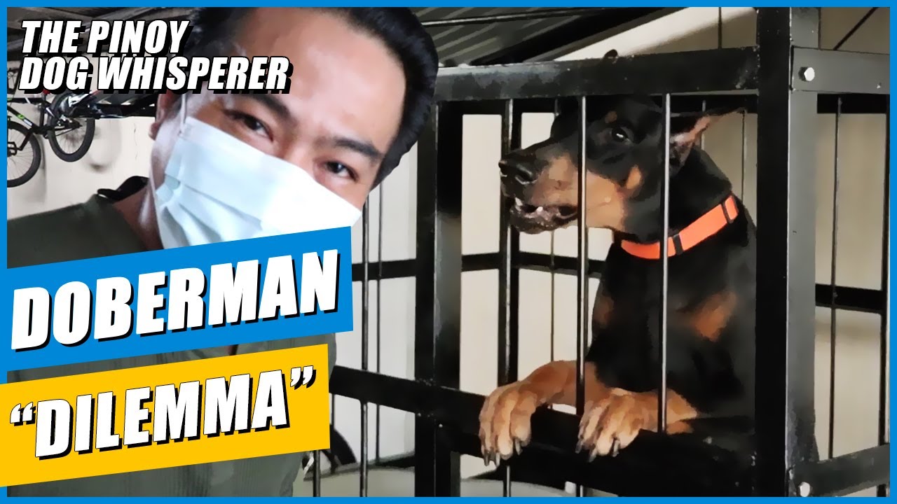 WOOFCAM: Дилемма добермана (подходит ли вам эта порода собак?)