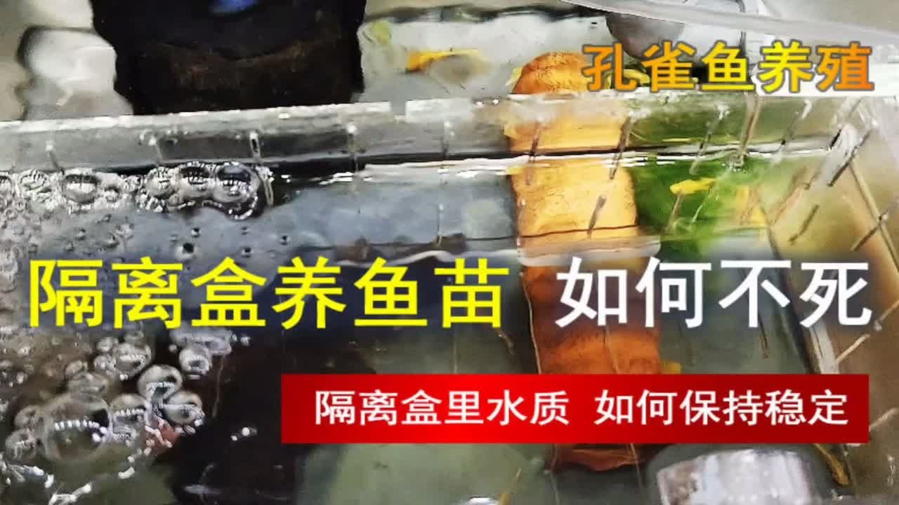 隔离盒养小鱼总是死，要注意这件事，才能保持水质稳定