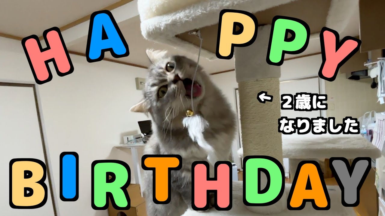 もふもふ短足猫の楽しすぎる誕生日がこちらですw