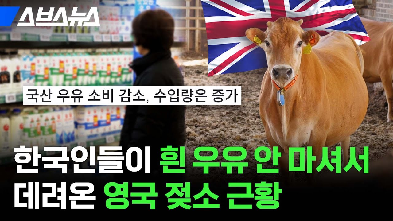 경기도 평택에 등장한 영국 왕실 출신의 젖소 / 스브스뉴스